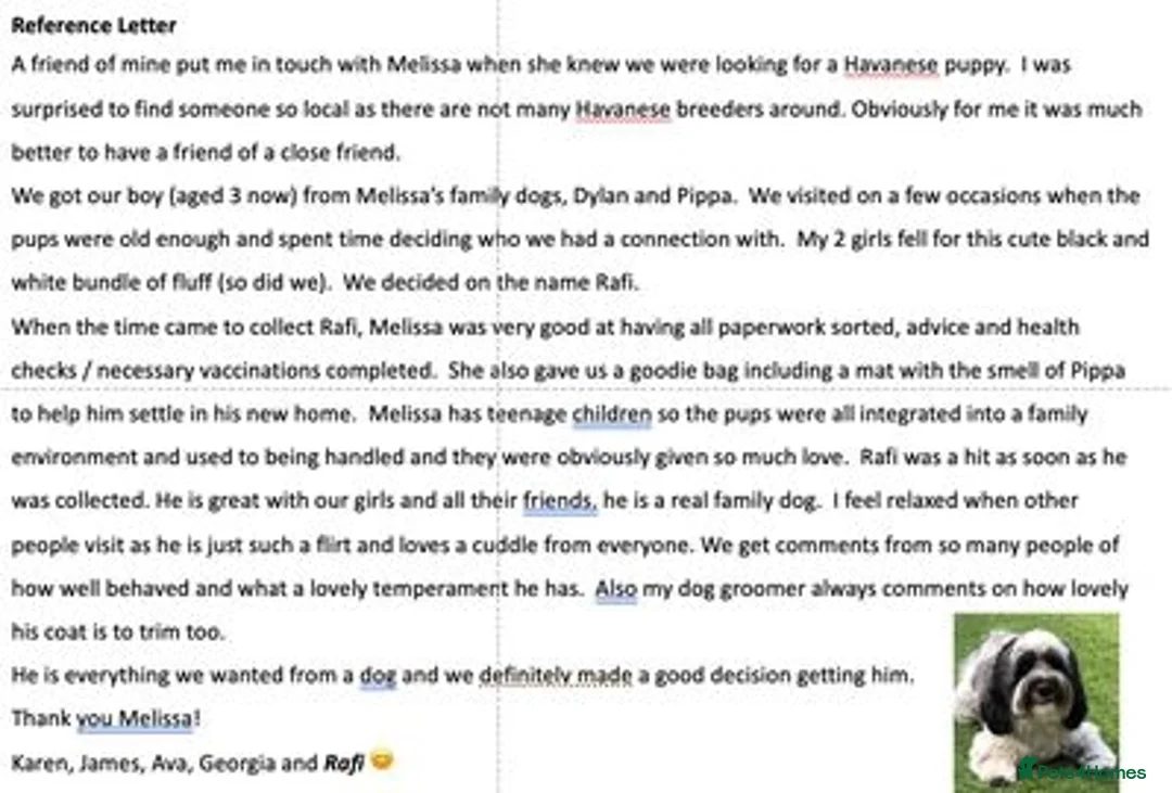 Mixed Breed dogs for sale: Cutest Havadoodles - Image 14