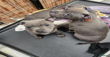Staffordshire Bull Terrier dogs - Advert 3