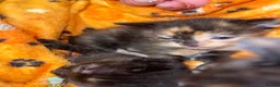 Mixed Breed cats for sale: Female kittens for sale  - Advert 15