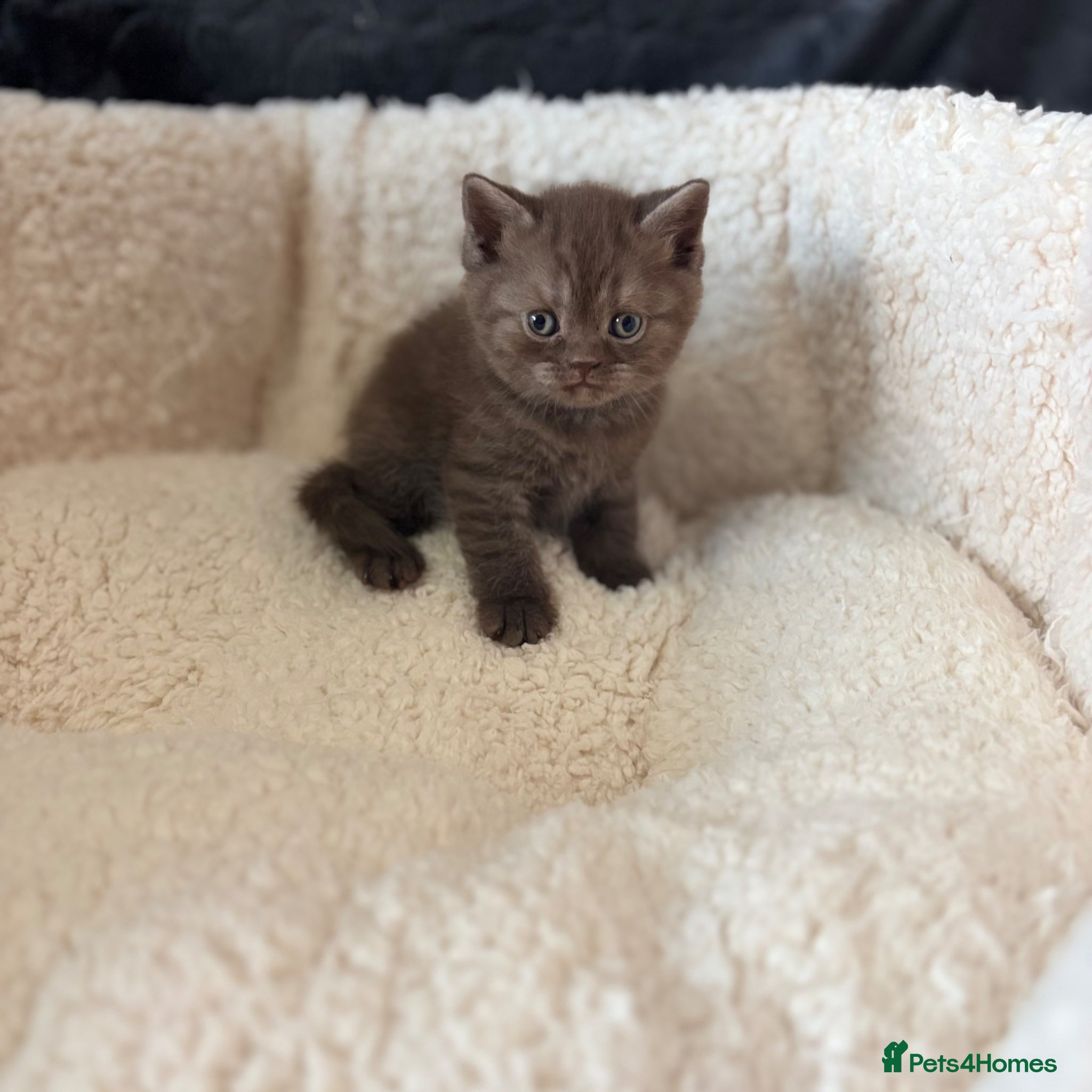 British Shorthair cats British shorthaired chocolate kittens  - Advert 9