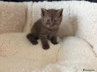 British Shorthair cats British shorthaired chocolate kittens - Advert 3