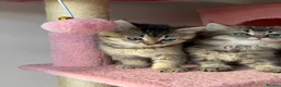 Mixed Breed cats for sale: looking for a new home, a new family!!! - Advert 16