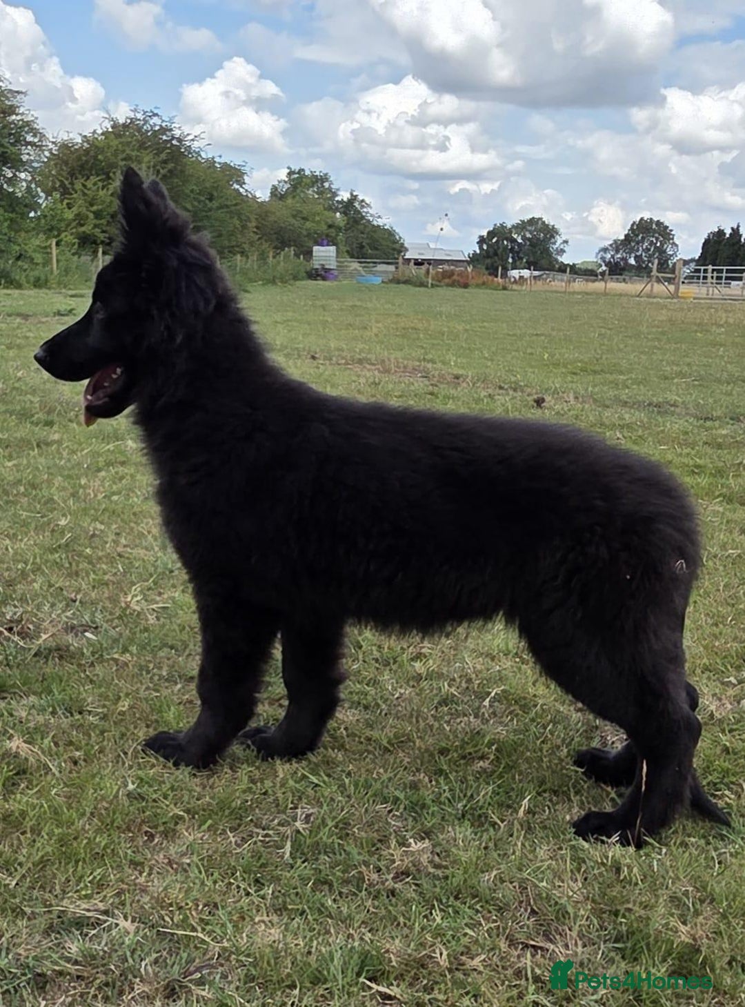 German Shepherd dogs for sale: Dark German Shepherd Females - Image 18