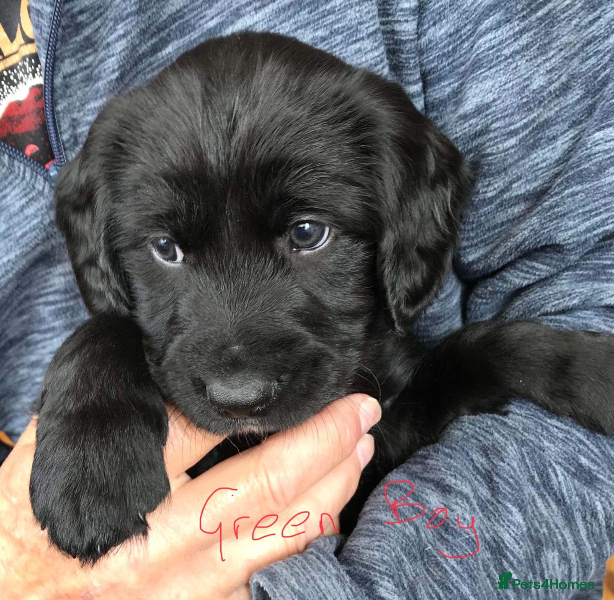 Mixed Breed dogs Cocker Spaniel/ Collie +spaniel puppies  - Advert 1