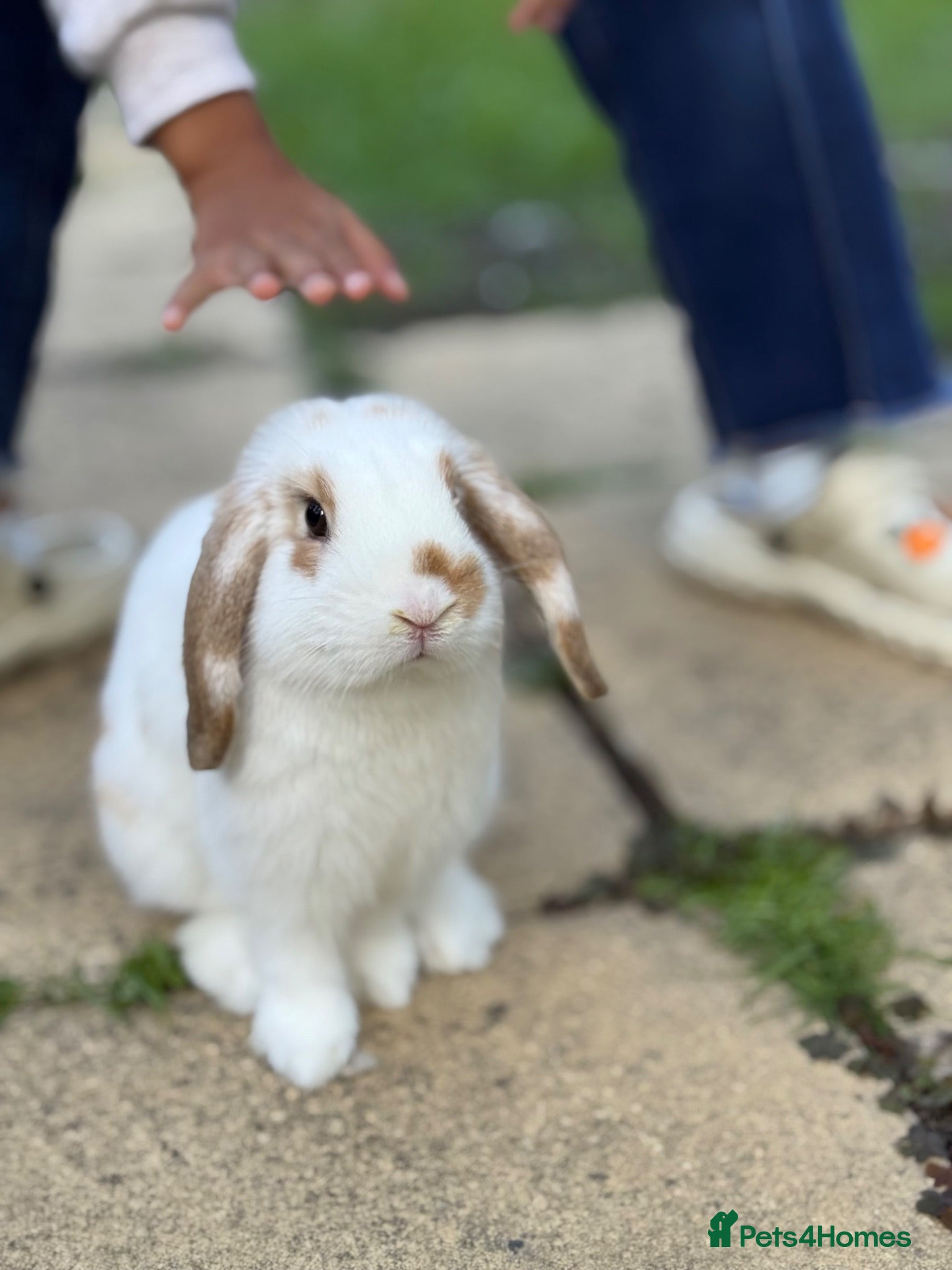 Mini Lop rabbits Pure Mini Lop Rabbit - Pochi - Advert 1