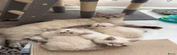 Ragdoll cats for sale: ✨Ragdoll Kittens for Sale - Advert 7