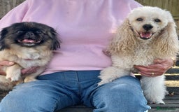 Mixed Breed dogs for sale: Poodle-Pekingese (peekapoo) pups. Fully vaccinated - Image 15
