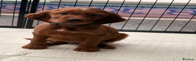 Irish Setter Puppy 1