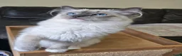 Ragdoll cats for sale: Female Blue Mitted Ragdoll Active registered - Advert 10