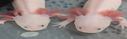 Axolotl reptiles for sale: Junior Axolotls - LIMITED AVAILABILITY -READY NOW! - Advert 3