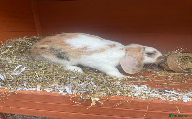 English Lop rabbits - Advert 5