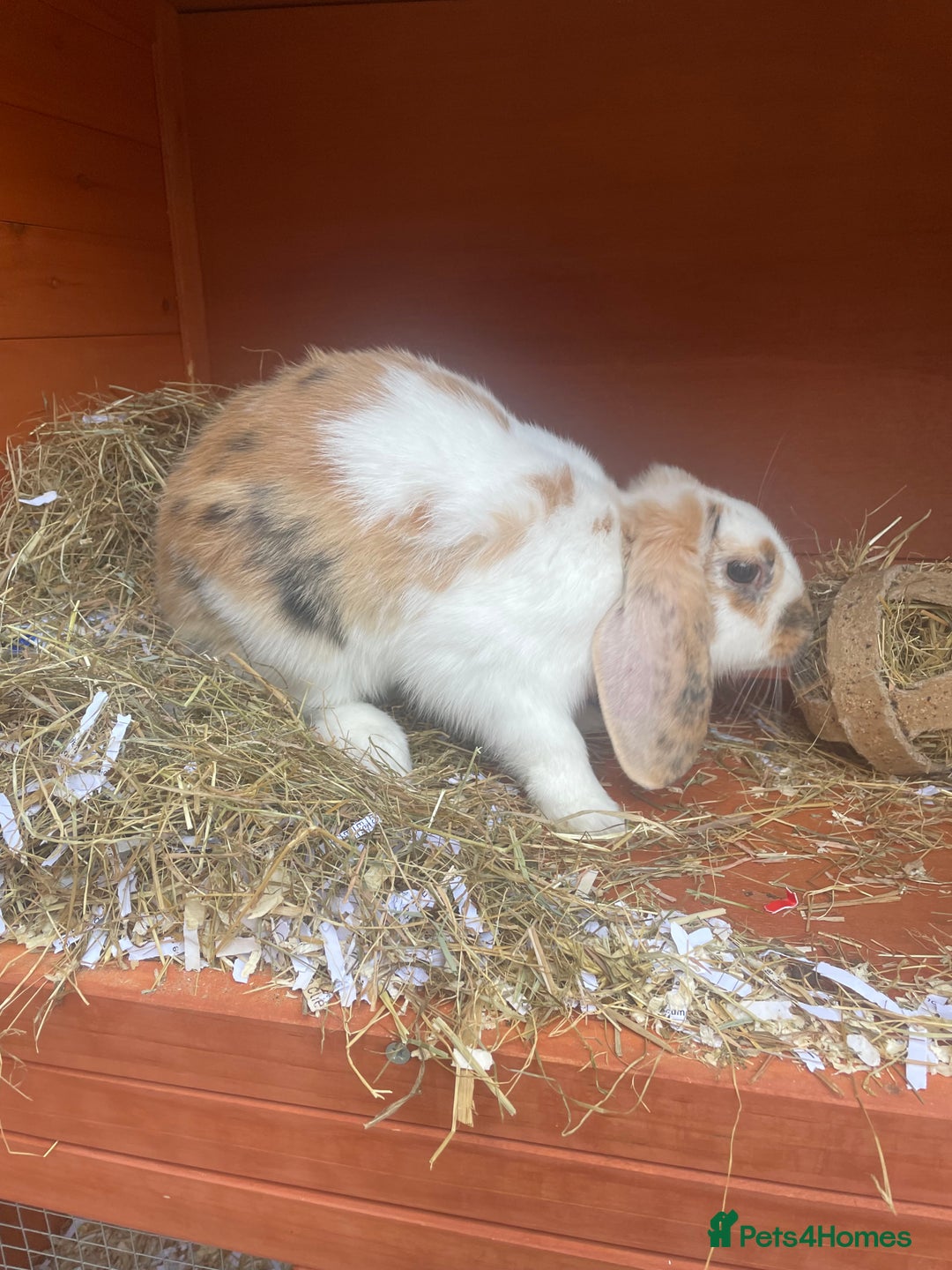 English Lop rabbits for sale:  rabbit plus hutch - Image 1