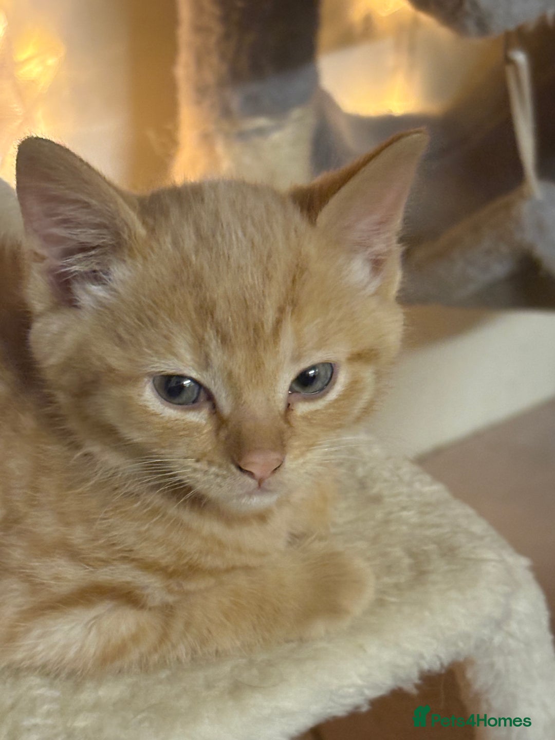 Mixed Breed cats for sale: Beautiful Half Maine Coon Kittens in Beaconsfield - Image 3