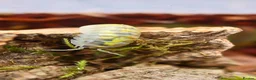 Isopods invertebrates for sale: 10 x Armadillidium Vulgare Magic Potion Isopods  - Advert 2