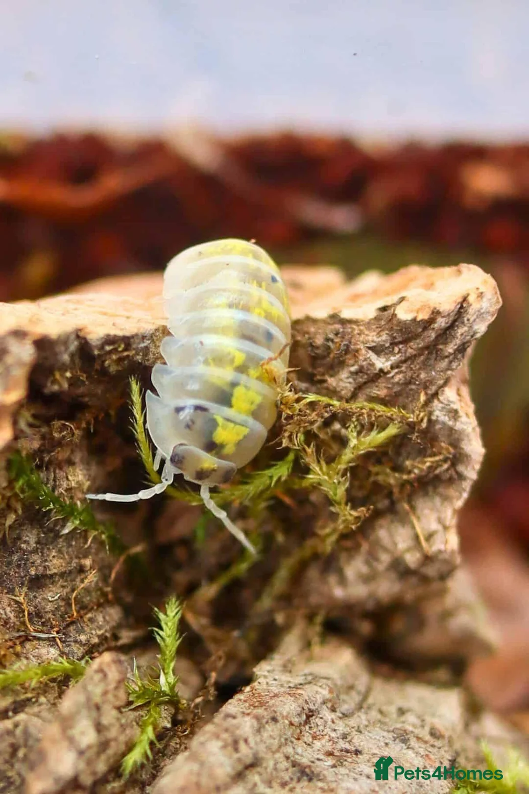 Isopods invertebrates for sale: 10 x Armadillidium Vulgare Magic Potion Isopods  - Advert 2