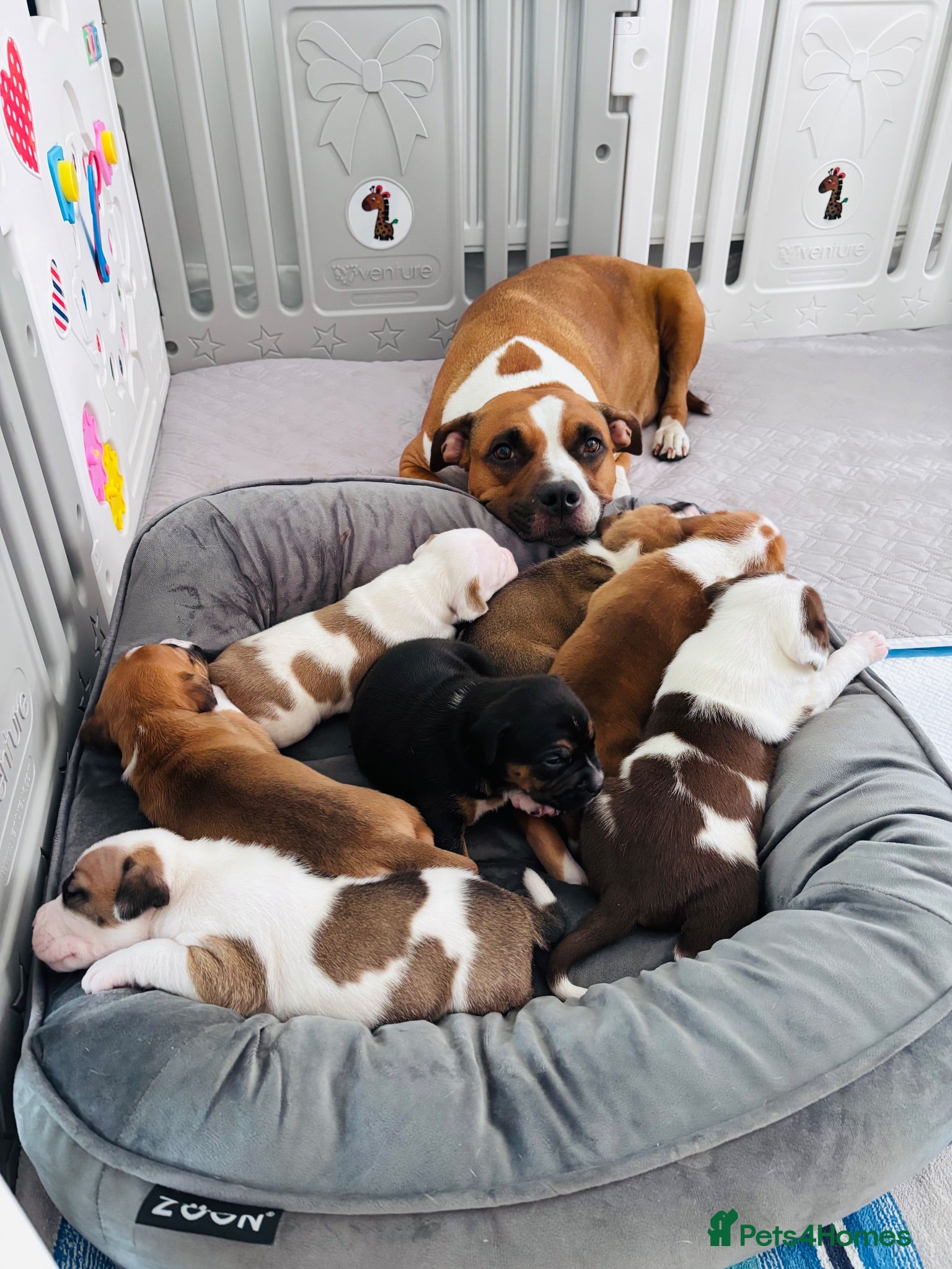 Staffordshire Bull Terrier dogs Staffordshire bull terrier puppies - Advert 1