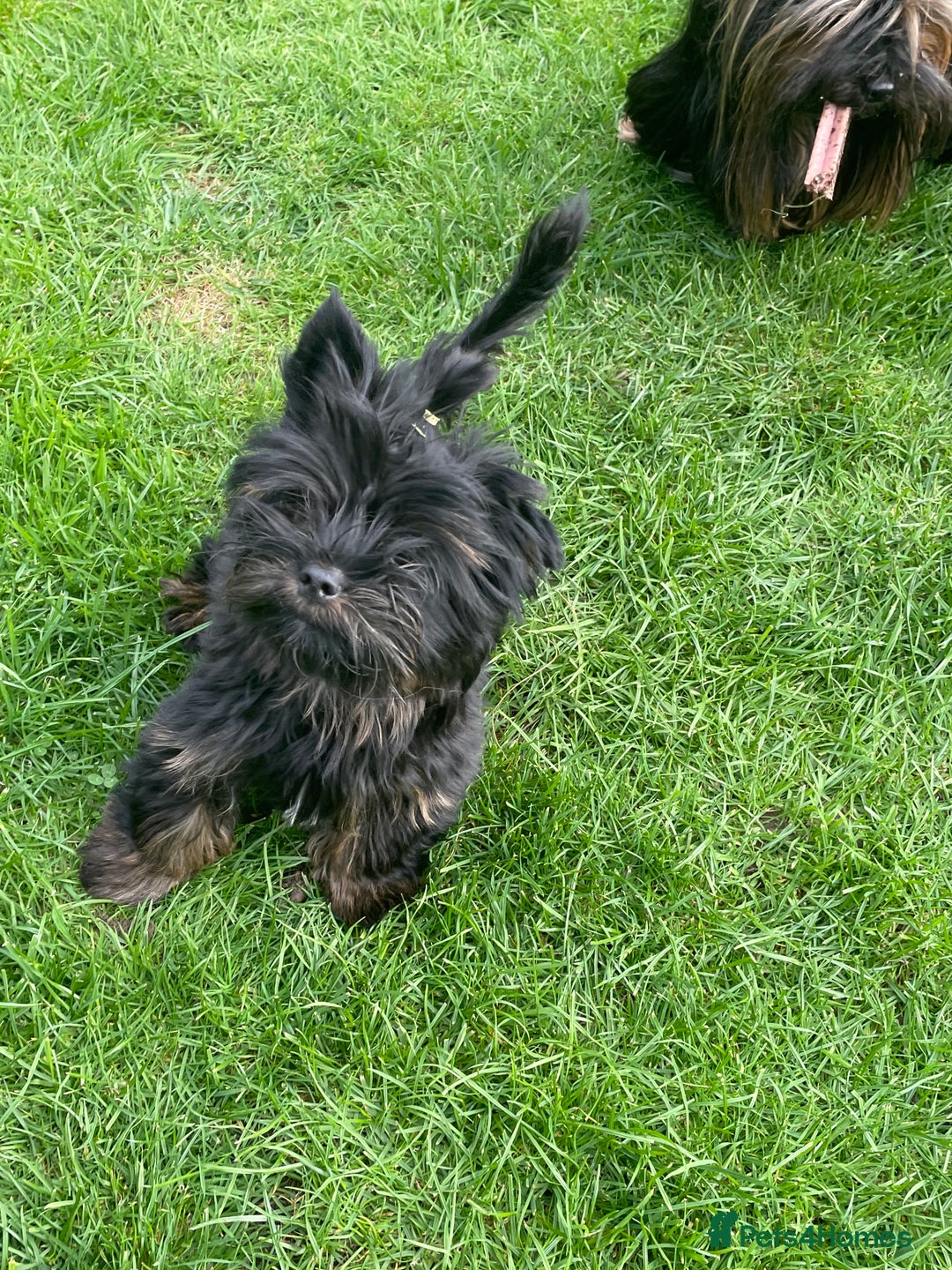 Yorkshire Terrier dogs for sale: 🥰🥰Yorkshire Terrier black tan🐶🐶 - Image 5