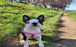 Boston Terrier dogs for sale: Beautiful Boston Terrier - Image 2