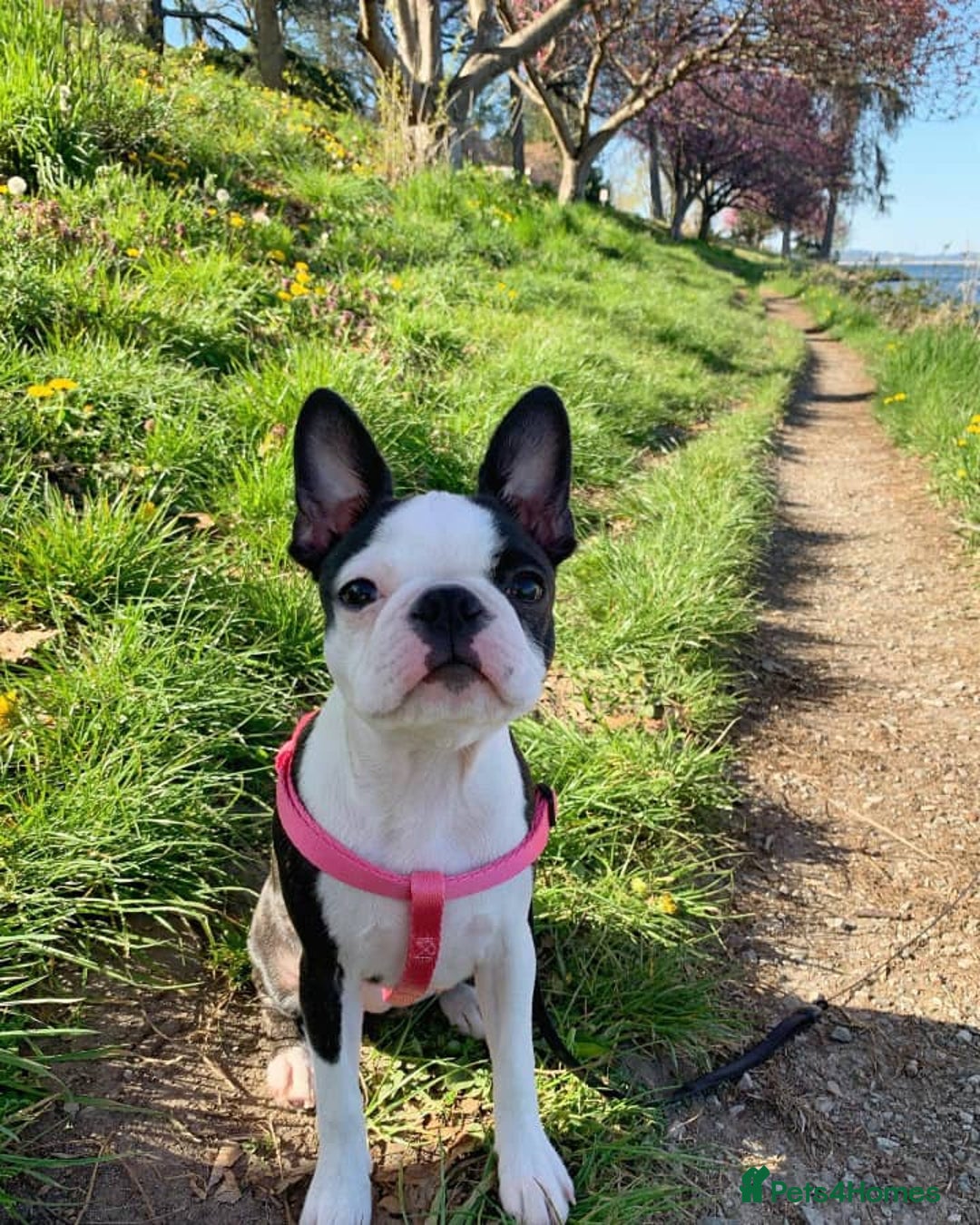 Boston Terrier dogs for sale: Beautiful Boston Terrier - Image 2