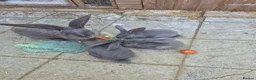 Continental Giant rabbits for sale: Giant continental rabbits  - Advert 1