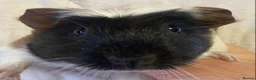 Guinea Pig rodents for sale: Baby Female Guinea Pigs For Sale  - Advert 8