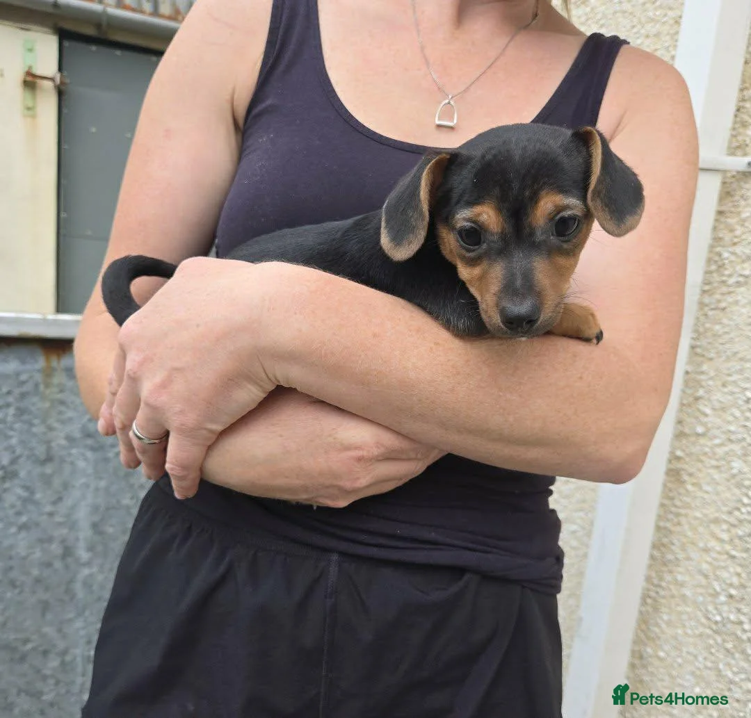 Jack Russell dogs for sale: Miniature Jack Russell pups in Llanwrda - Advert 3