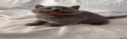 British Shorthair cats for sale: 🐾 Adorable Kittens Looking for Their Homes 🐾 - Advert 16