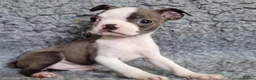 Boston Terrier dogs for sale: Kc Boston Terriers Exceptional puppies - Advert 13