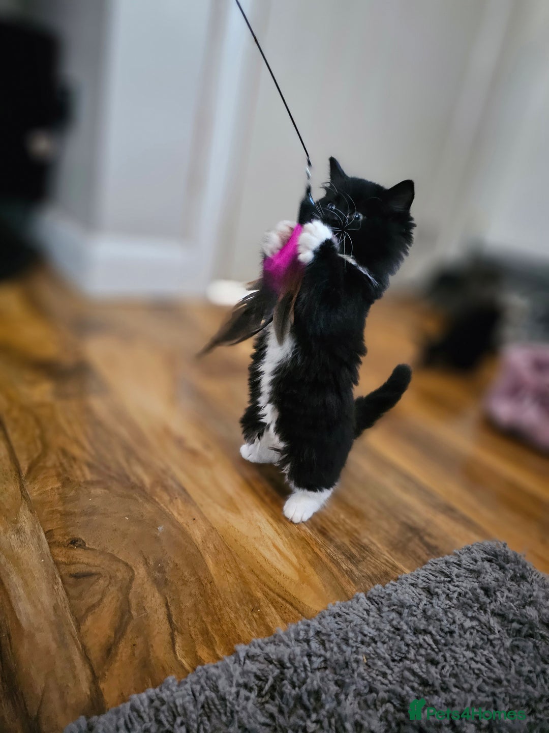 Mixed Breed cats for sale: 4 Gorgeous Bombay-Heritage Kittens- Litter Trained - Advert 22