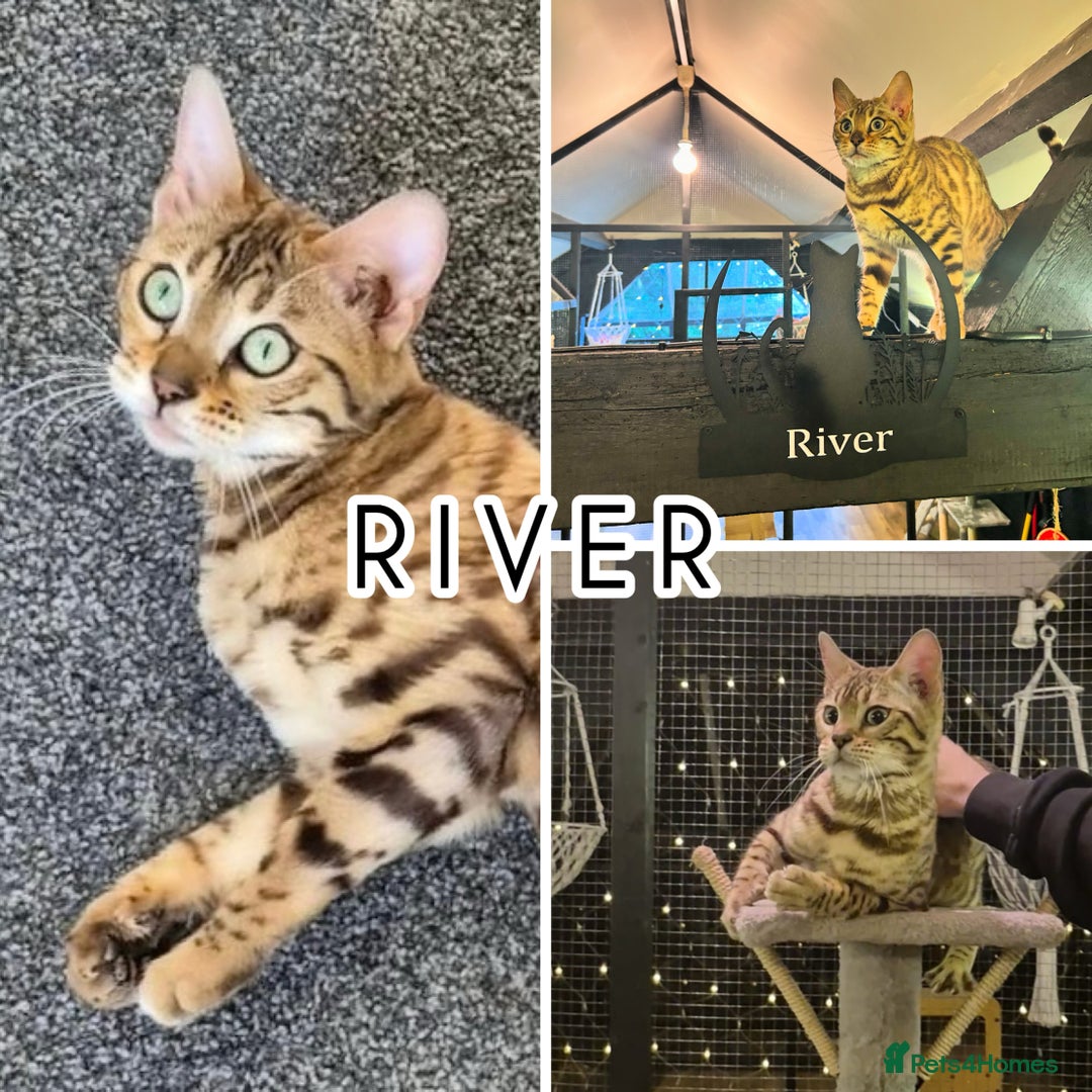 Bengal cats for sale: 2 bengals Queens for rehoming ❤️ - Advert 3
