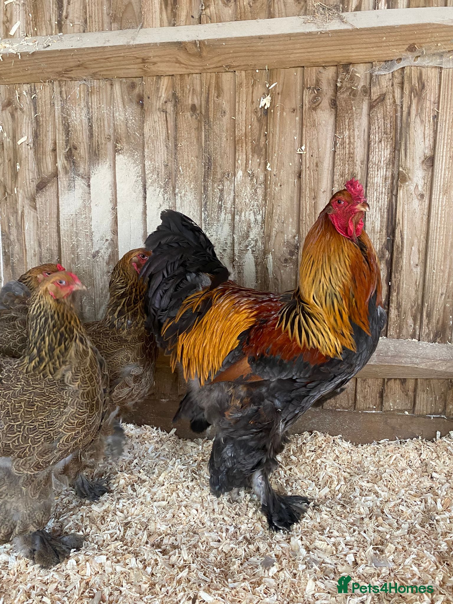 Chickens poultry 🥚LF Gold partridge brahma- hatching eggs 🥚  - Advert 1