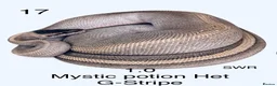 Python Snake reptiles for sale: Various royal pythons for sale - Advert 6