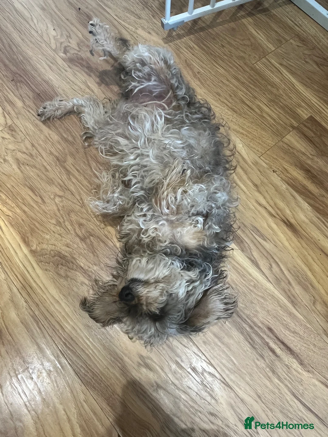 Schnoodle dogs for sale: Poodles toy in Bingley - Advert 7