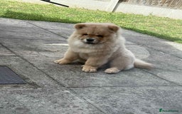 Chow Chow dogs for sale: Stunning fawn male chow chow - Image 4