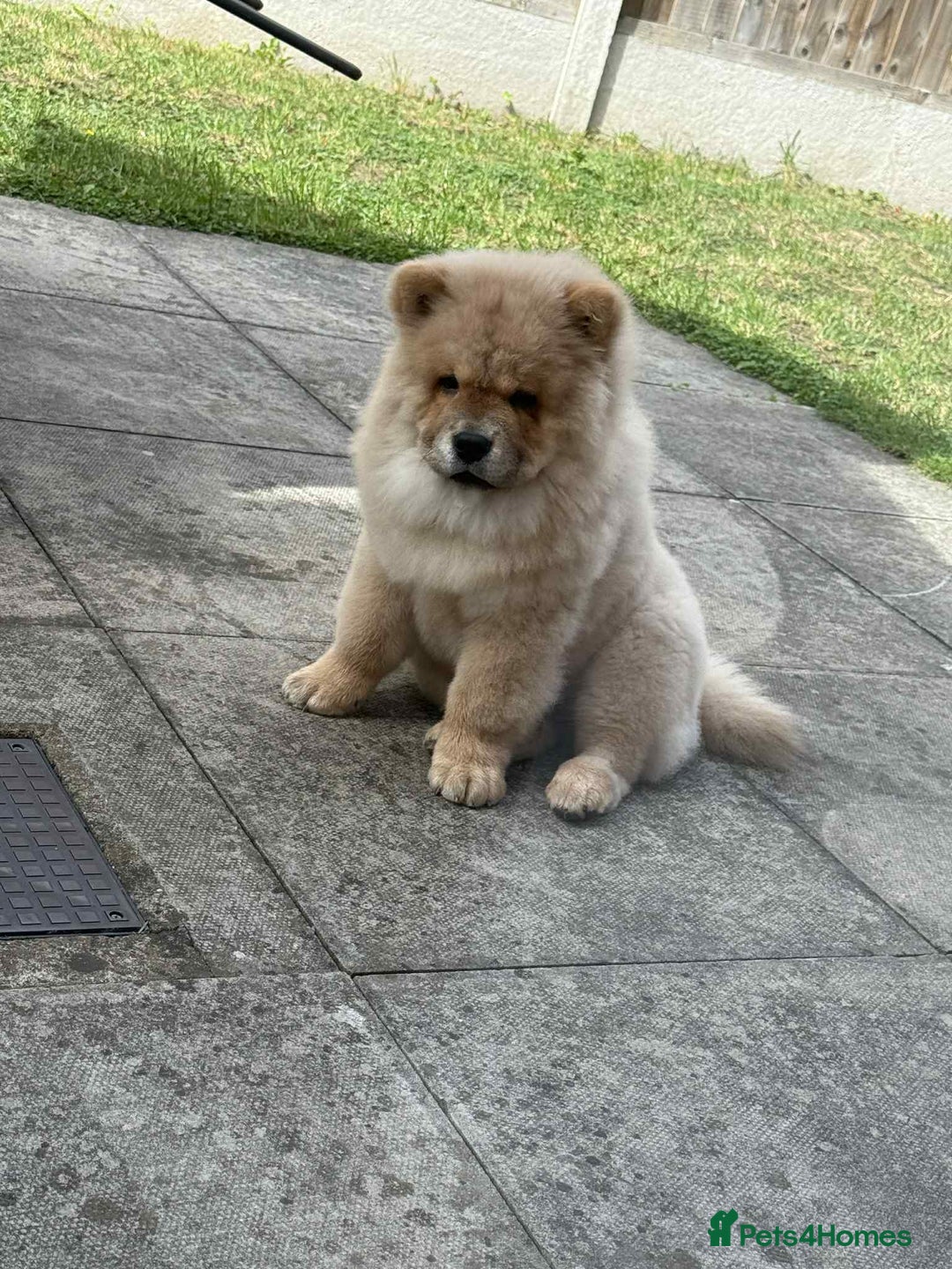 Chow Chow dogs for sale: Stunning fawn male chow chow - Image 4