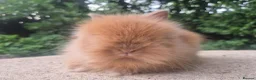 Angora rabbits for sale: ❤️STUNNING IMPORTED PARENTS- TEDDYDWERG BABIES❤️ - Advert 6