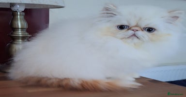 Persian cats - Advert 1