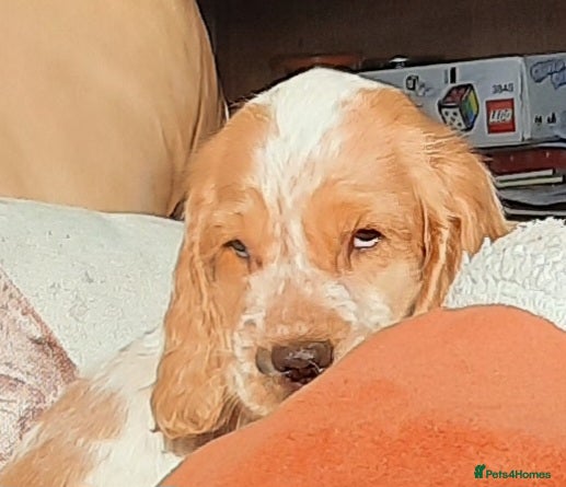 Cocker Spaniel dogs Cocker spaniel  - Advert 6