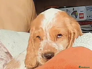 Cocker Spaniel dogs Cocker spaniel - Advert 6