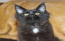 Maine Coon cats for sale: Adorable GCCF Black smoke Maine Coons kittens  - Image 8
