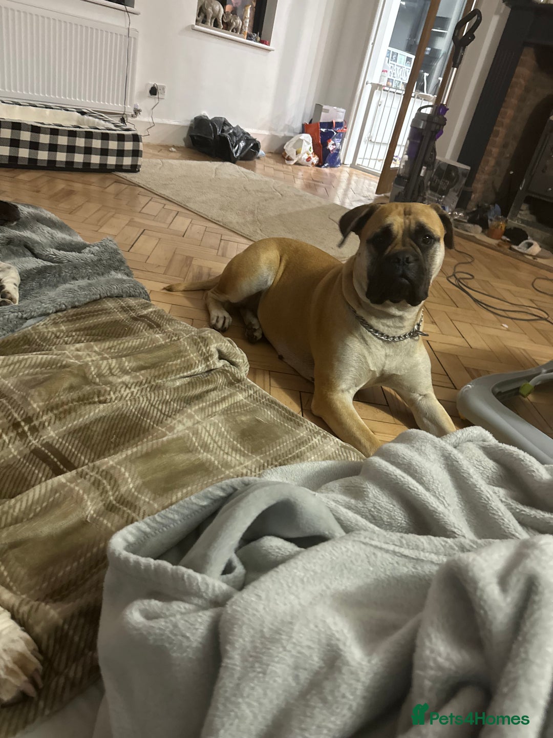 Mixed Breed dogs for sale: American Staff x Bullmastiff Pups  - Image 14