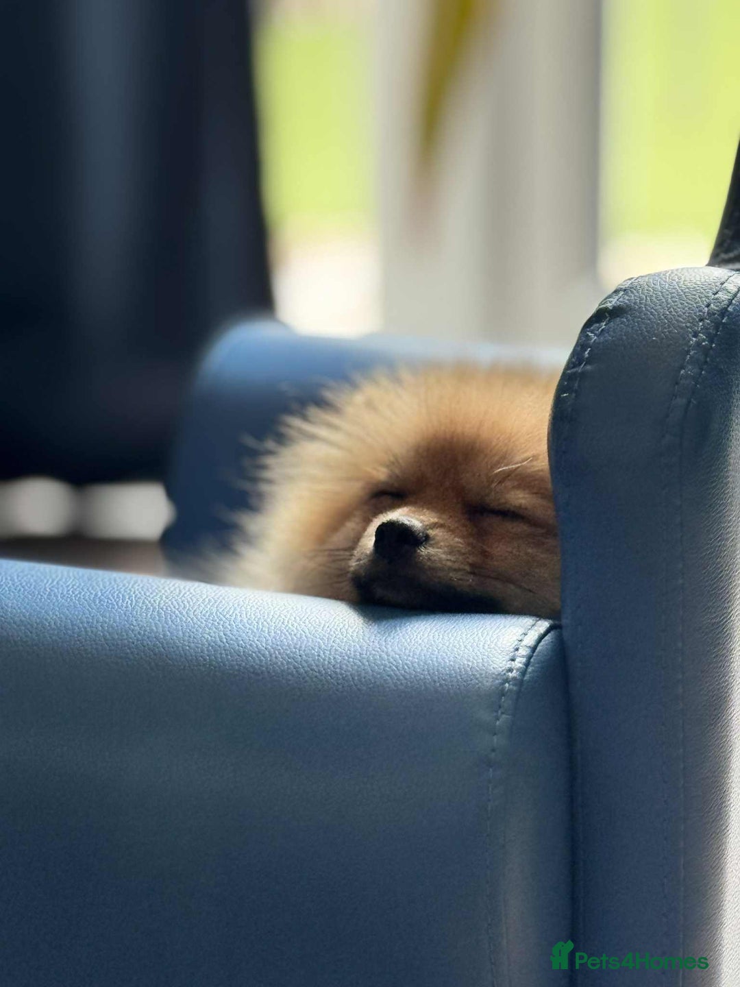Pomeranian dogs for sale: Beautiful Little Boy Pomeranian - Image 2