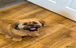 Shih Tzu dogs for stud: Rocco - Image 3