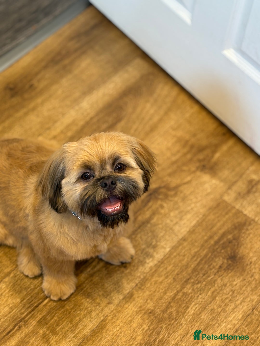 Shih Tzu dogs for stud: Rocco - Image 3