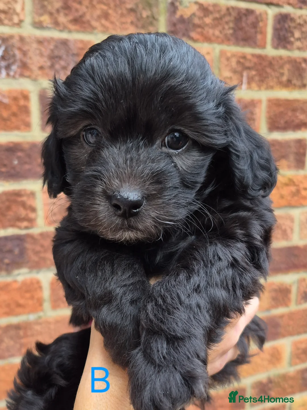 Maltipoo dogs for sale: F1 generation Maltipoo's - Advert 20
