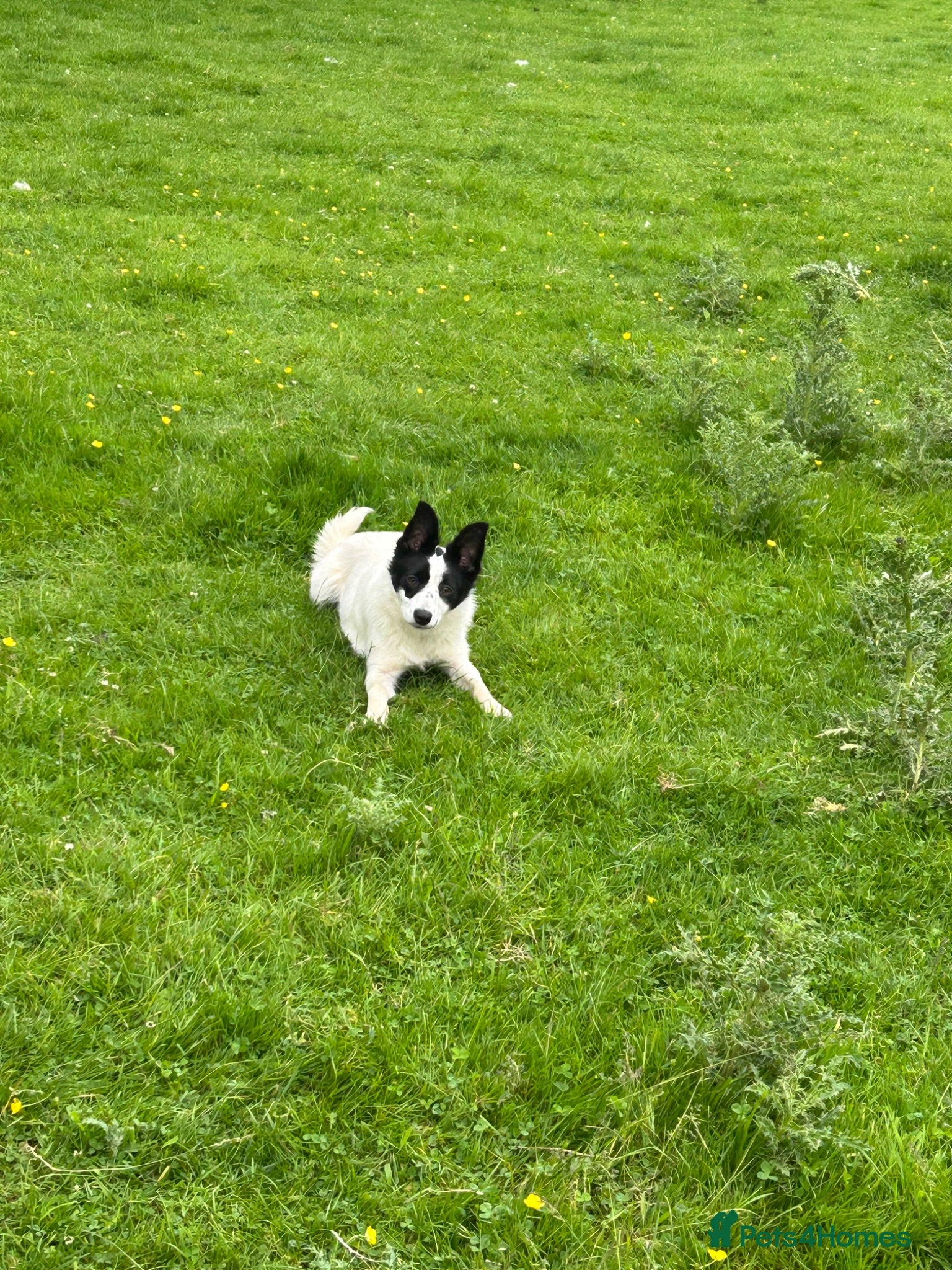 Border Collie dogs Our small, white, collie female Kim - Advert 1