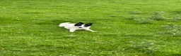 Border Collie dogs for sale: Our small, white, collie female Kim - Advert 1