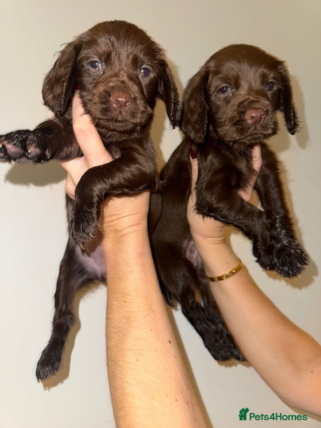 Cocker Spaniel dogs for sale: Working cocker spaniel puppies - Advert 14