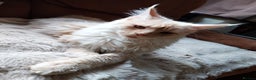 Maine Coon cats for sale: ACTIVE Maine Coon Cream/Silver Tica/GCCF - Advert 5