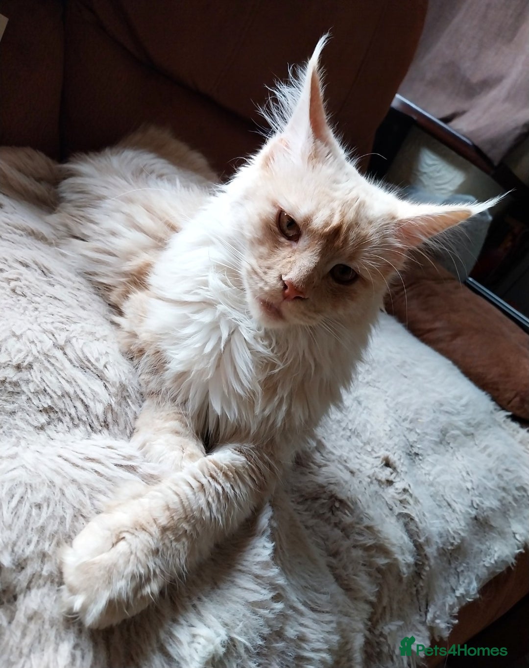 Maine Coon cats for sale: ACTIVE Maine Coon Cream/Silver Tica/GCCF - Advert 5